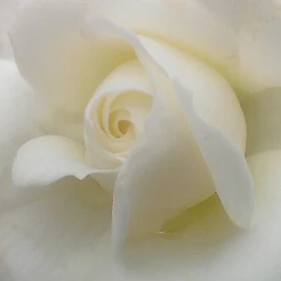rose nature macro white wppfloralcanvas wppwhite