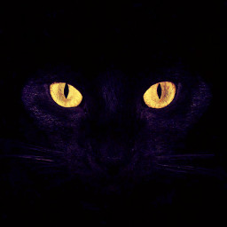 black cat eyes photography freetoedit